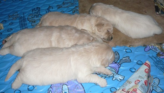 Click to see the puppies later in the day!