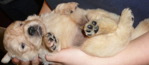 Click to see more pictures of the 20-day old Golden Retrievers
