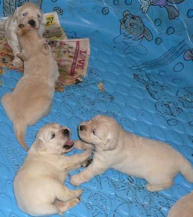 Click to see more pictures of the 3-week old Golden Retrievers