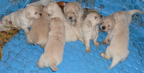 Click to see another picture of the 22-day old Golden Retrievers