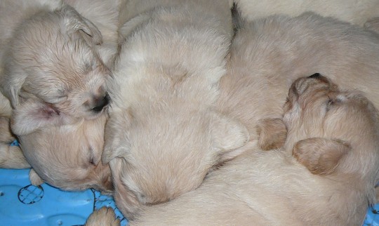 Click to see another picture of the 24-day old Golden Retrievers