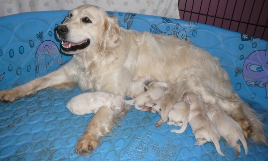 Click to see the three-day old Golden Retriever puppies