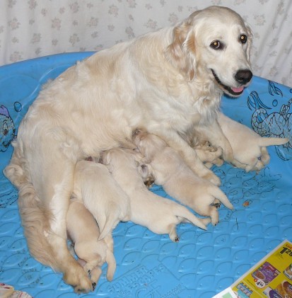 Click to see what the puppies looked like ONE minute before