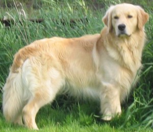 ckc golden retriever breeders